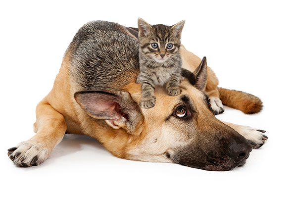 German Shepard  and Kitten