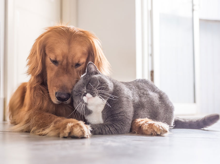 Cat and Dog