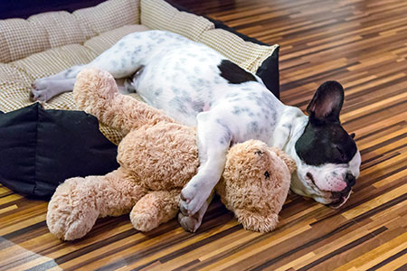 Dog Sleeping in Pet Bed